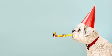 Birthday dog celebrating with party hat and blow-outの写真素材