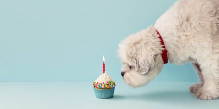 Small white dog and birthday cupcakeの写真素材