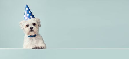 Cute white dog wearing a blue spotted party hat with copy space to side