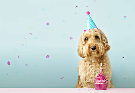 Dog and birthday cake with one candle and falling confettiの写真素材