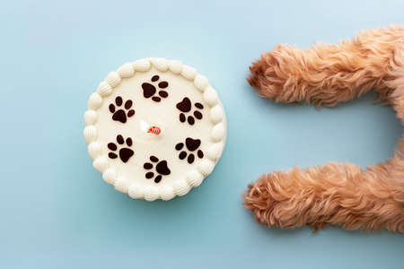 Dog with paw print birthday cake and birthday candleの写真素材