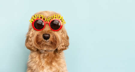 Funny dog celebrating with happy birthday sunglassesの写真素材