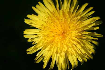 macro image of a dandelion - macro image of a dandelion