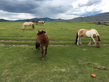 Horses in Mongoliaの写真素材