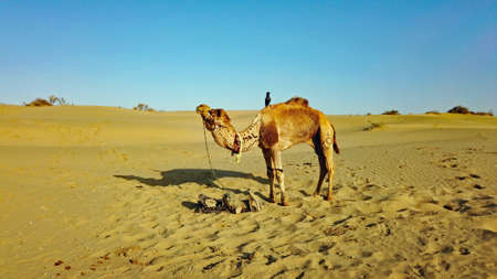 Camel in the Thar desert of Indiaの写真素材