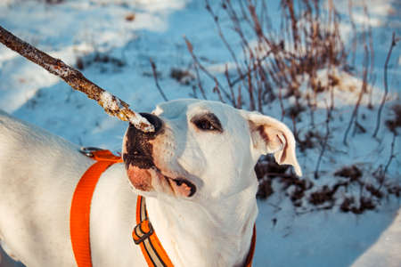 winter walk with the dogの写真素材