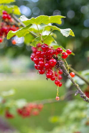 Red currant berries on a branch in the garden in summer.の写真素材