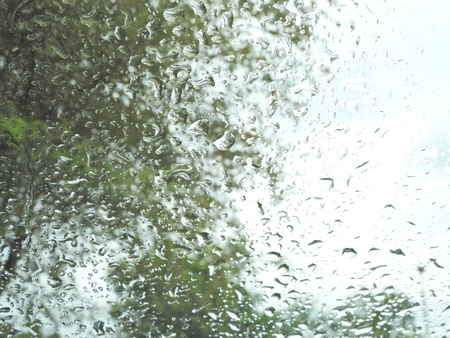 Water drops after rainの写真素材