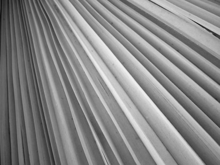 Abstract Black and white Leaves texture backgroundの写真素材