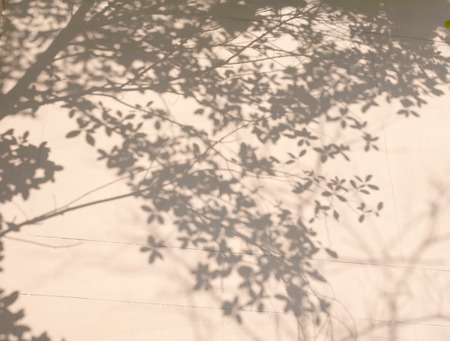 abstract background textuer of shadows leaf on a concrete wall.の写真素材
