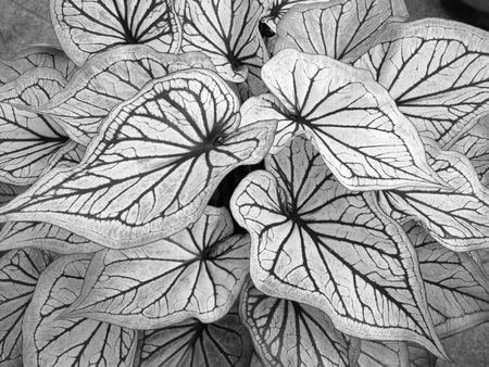Black and white background Fibers and patterns on the leaves.の写真素材