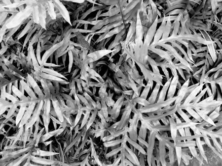 Black and white background Fibers and patterns on the leaves.の写真素材