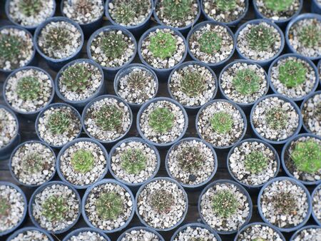 Various types of cactus in pots.の写真素材