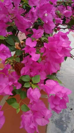 Magenta flower pot plantの写真素材