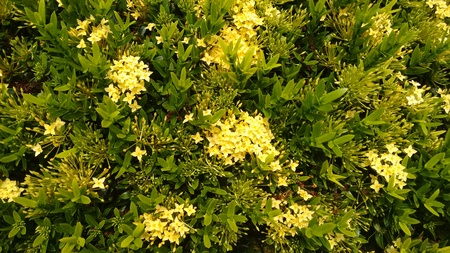 Plants with yellow flowersの写真素材