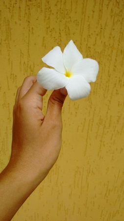 White flower in handの写真素材