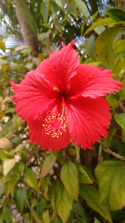 Cayenne flower - rose of china - poppyの写真素材