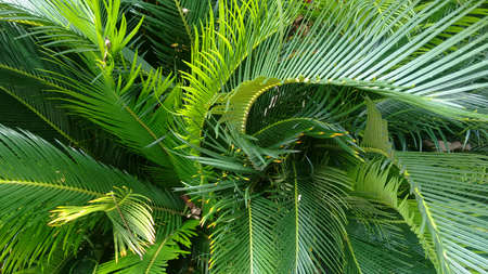 Tropical plantの写真素材