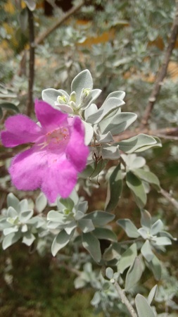 Flower with white leavesの写真素材