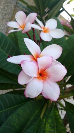 Flowers with pink bordersの写真素材