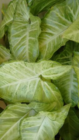 Leaves of plantsの写真素材