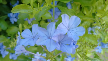 Blue flowersの写真素材