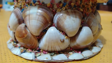 Box-shaped sea shellsの写真素材