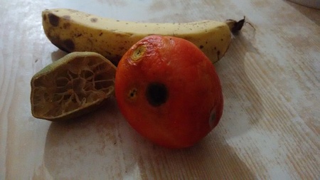 Tomato, banana and lemon in senescence, deterioratedの写真素材