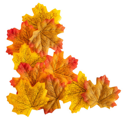 Autumn season concept, maple leaf isolated on white or transparent background.の写真素材