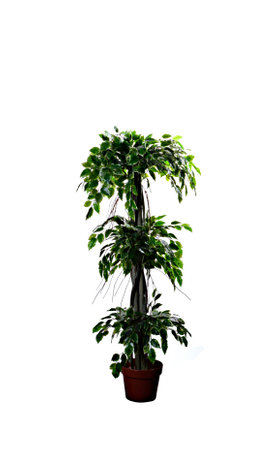 decorative artificial plant with white background. Concept for interior designの写真素材