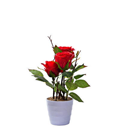 Small decorative plant in a ceramic vase isolated on white background. selective focusの写真素材