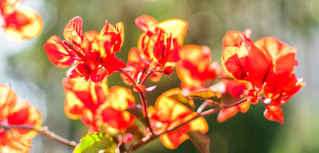 Abstract spring background with bokeh effects. Closeup of spring red flowers. Blur and abstract background.の写真素材