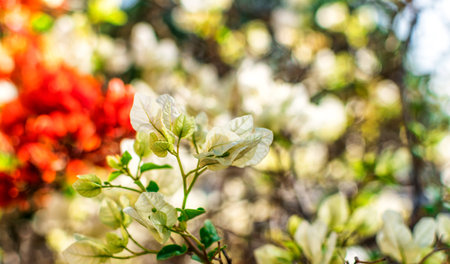 Abstract spring background with bokeh effects. Closeup of spring white and red flowers. Blur and abstract background.の写真素材