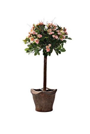Small decorative plant in a ceramic vase isolated on white background. selective focusの写真素材