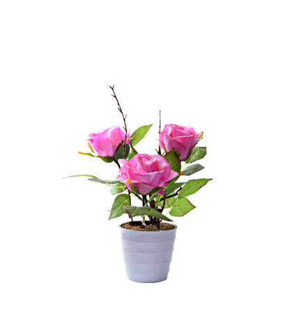 Small decorative flowering plant in a ceramic vase isolated on white background. selective focusの写真素材