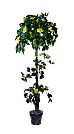 decorative artificial plant with white background. Concept for interior designの写真素材