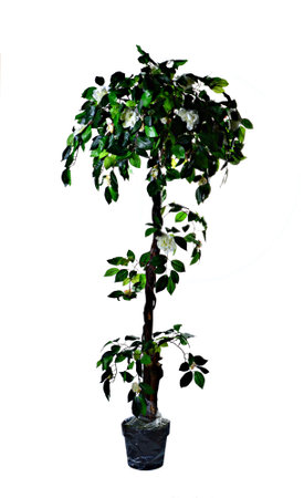 decorative artificial plant with white background. Concept for interior designの写真素材
