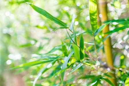 bamboo tree with sunshine in the morning. bamboo background. soft focus. selective focus. bamboo wall.の写真素材