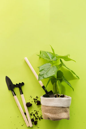 Small tree and gardening tools. Tree grown from seed ready for transplanting. Earth Day. Forest preservation concept.の写真素材