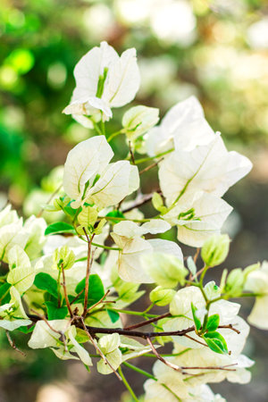 Abstract spring background with bokeh effects. Closeup of spring white flowers. Blur and abstract background.の写真素材