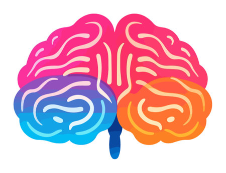 Brain illustration on white transparent background.のイラスト素材