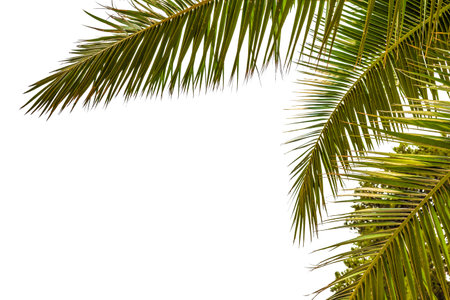 palm leaves perspective view, tropical palm leaves, isolated on white background.の写真素材