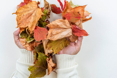 Hands with Colorful autumn maple leaves background or textureの写真素材