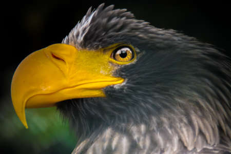 Eagleの写真素材