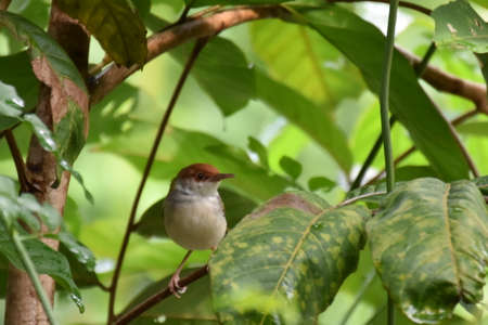 bird on a treeの写真素材