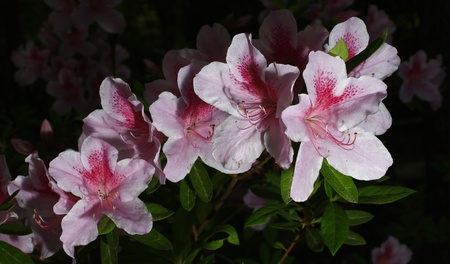 A few George Taber azalea's outside using selective focus and a shallow depth of field with room for your textの写真素材