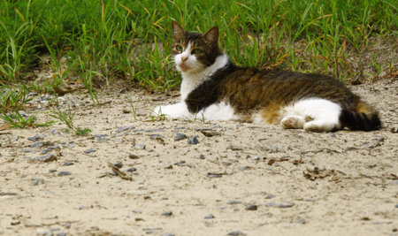 Ace the tabby calico cat stretched out and relaxing in the dirt along the grass on a summer day with room for your text の写真素材