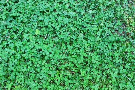 Clover also known as the Shamrock,the traditional Irish symbol coined by Saint Patrick for the Holy Trinity,an irish good luck charm and sacred plantの写真素材