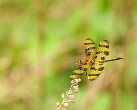 A Beautiful Golden Dragonfly known as の写真素材
