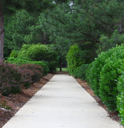 A sidewalk through a well maintained manicured and landscaped row of hedges and bushes leading into the woodsの写真素材